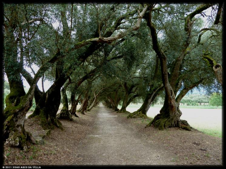 Camiño dos Olivos